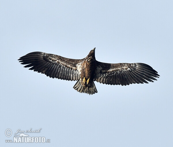 White-tailed Eagle (Haliaeetus albicilla)