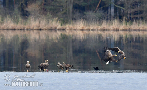 White-tailed Eagle (Haliaeetus albicilla)