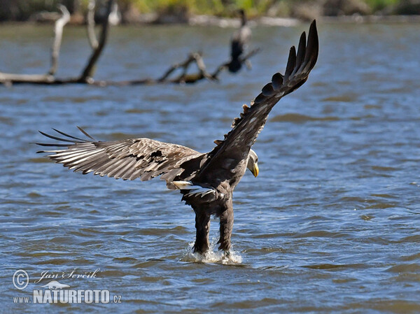 White-tailed Eagle (Haliaeetus albicilla)