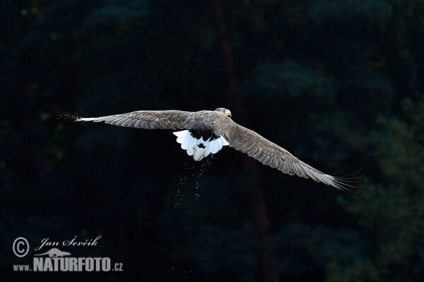 White-tailed Eagle (Haliaeetus albicilla)