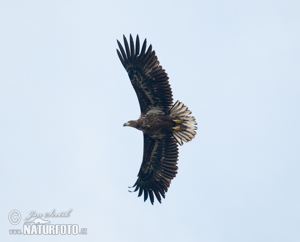 White-tailed Eagle (Haliaeetus albicilla)