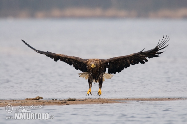 White-tailed Eagle (Haliaeetus albicilla)