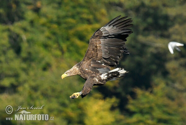 White-tailed Eagle (Haliaeetus albicilla)