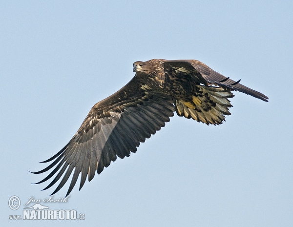 White-tailed Eagle (Haliaeetus albicilla)