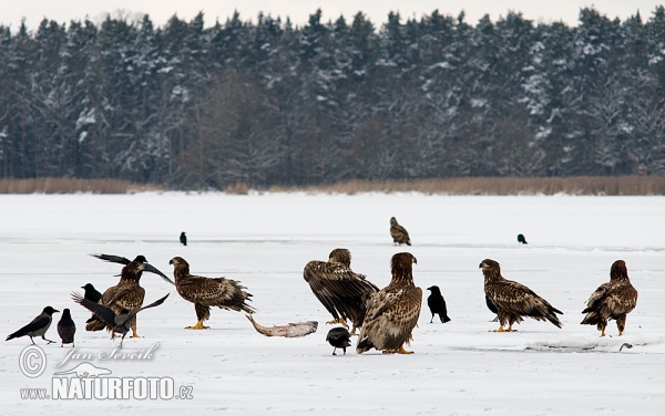 White-tailed Eagle (Haliaeetus albicilla)