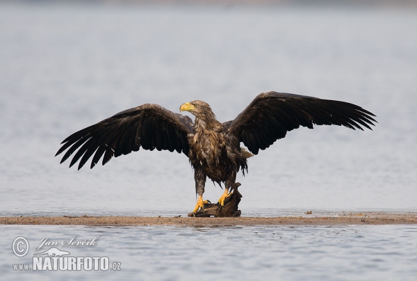 White-tailed Eagle (Haliaeetus albicilla)