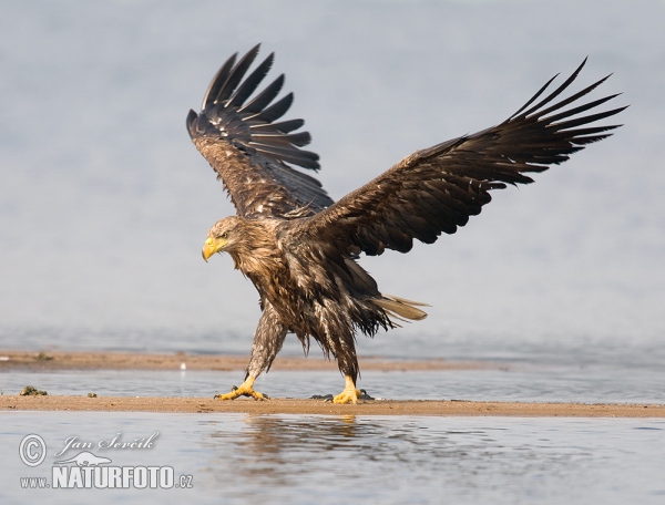 White-tailed Eagle (Haliaeetus albicilla)