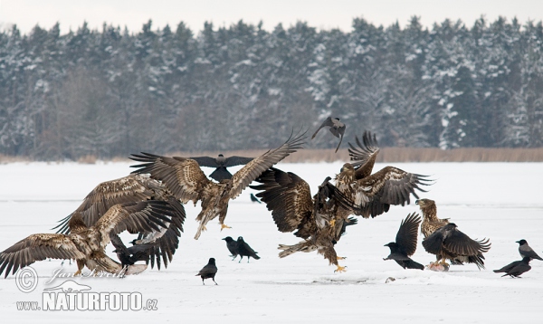 White-tailed Eagle (Haliaeetus albicilla)