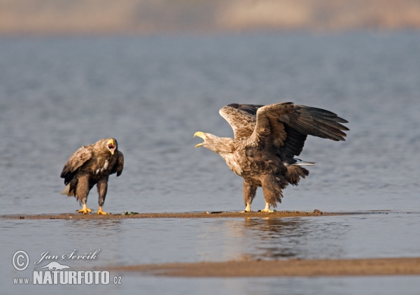 White-tailed Eagle (Haliaeetus albicilla)