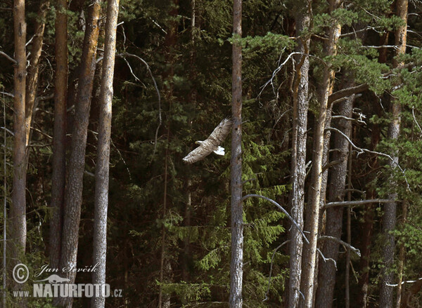 White-tailed Eagle (Haliaeetus albicilla)