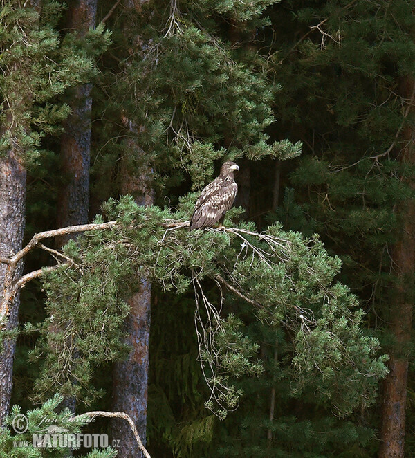 White-tailed Eagle (Haliaeetus albicilla)