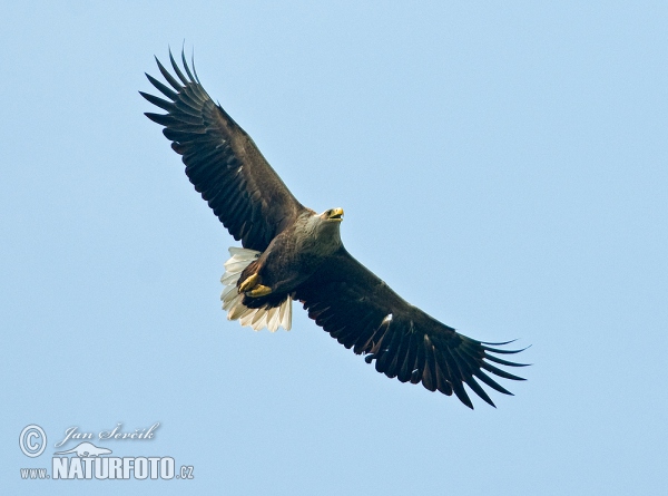 White-tailed Eagle (Haliaeetus albicilla)