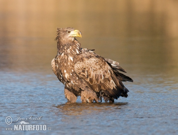 White-tailed Eagle (Haliaeetus albicilla)