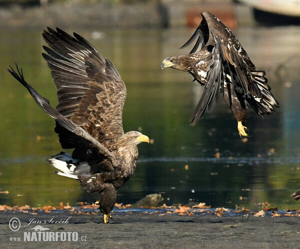 White-tailed Eagle (Haliaeetus albicilla)