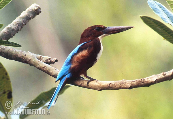 White-throated Kingfisher (Halcyon smyrnensis)