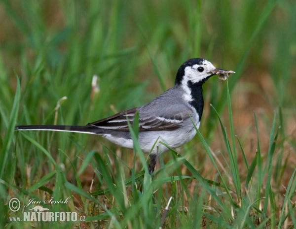 White Wagtail (Motacilla alba)