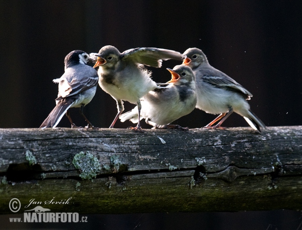 White Wagtail (Motacilla alba)