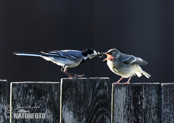 White Wagtail (Motacilla alba)