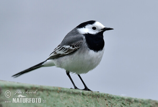 White Wagtail (Motacilla alba)