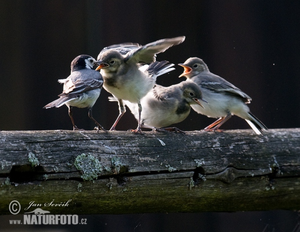 White Wagtail (Motacilla alba)