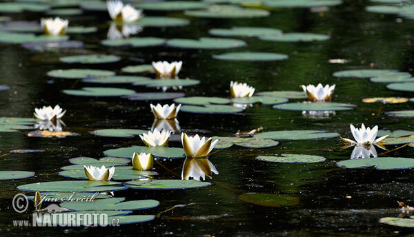 White Water-Lili (Nymphaea candida)