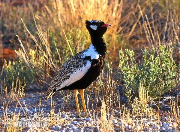 White Winged Black Korhaan (Eupodotis afraoides)