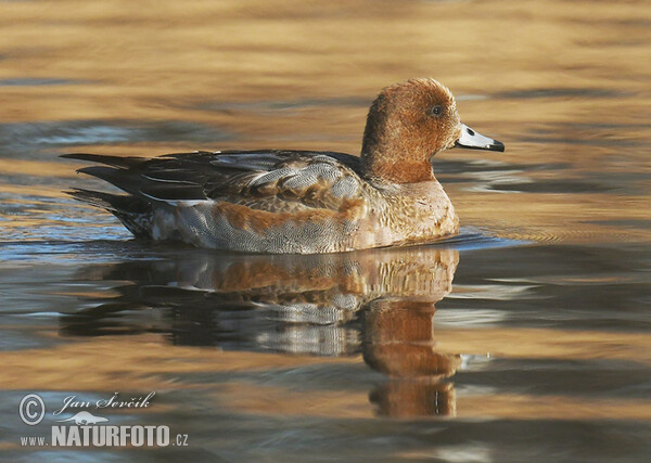 Wigeon (Anas penelope)