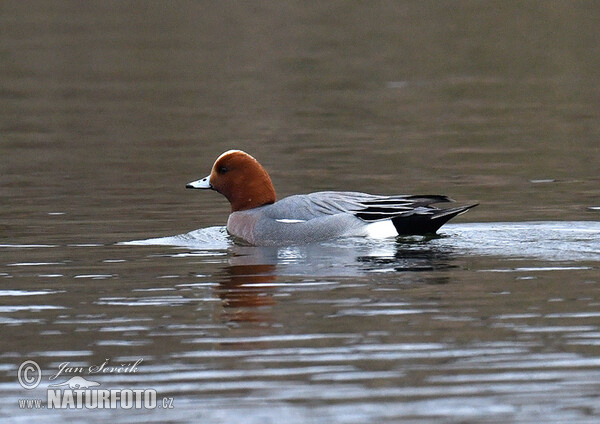 Wigeon (Anas penelope)