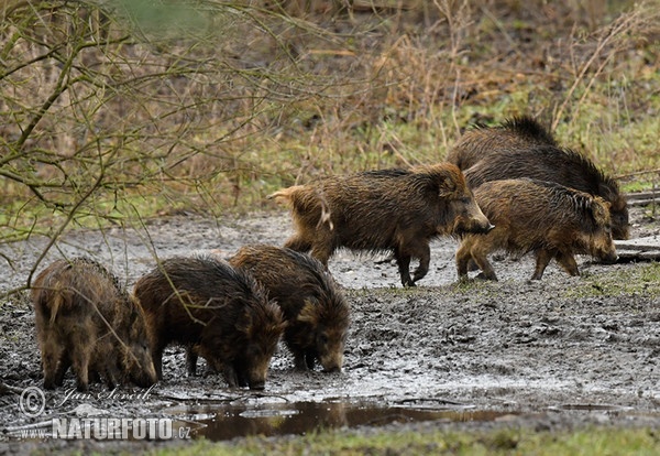 Wild Boar (Sus scrofa)