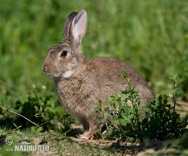 Wild Rabbit (Oryctolagus cuniculus)