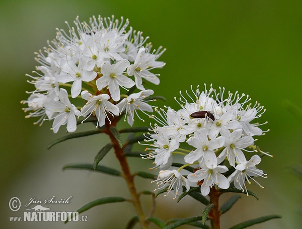 Wild Rosemary (Ledum palustre)