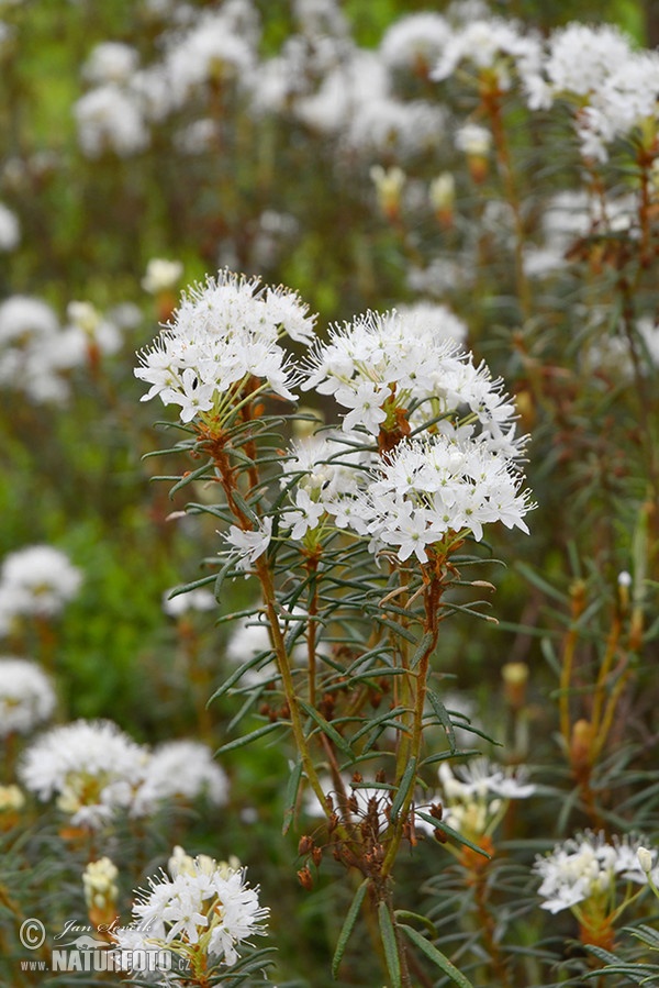 Wild Rosemary (Ledum palustre)