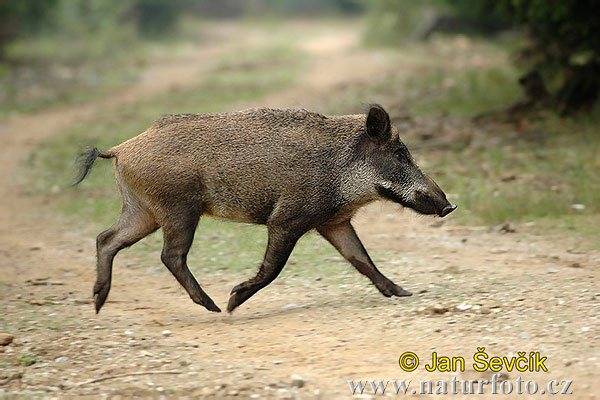 Wild zwijn