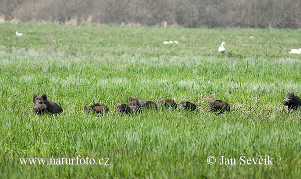 Wild zwijn