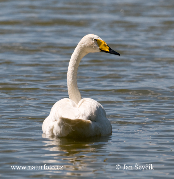 Wilde zwaan