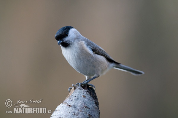 Willow Tit (Parus montanus)