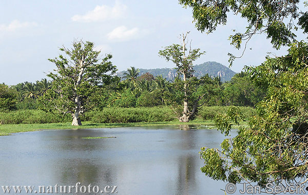 Wirawila landscape (CL)