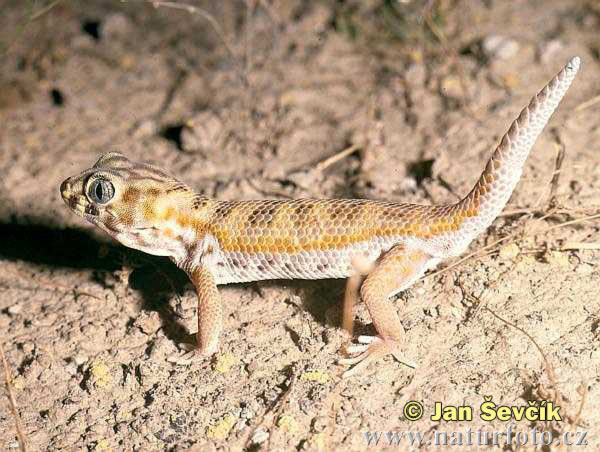 Wonder Gecko Care (Teratoscincus scincus)