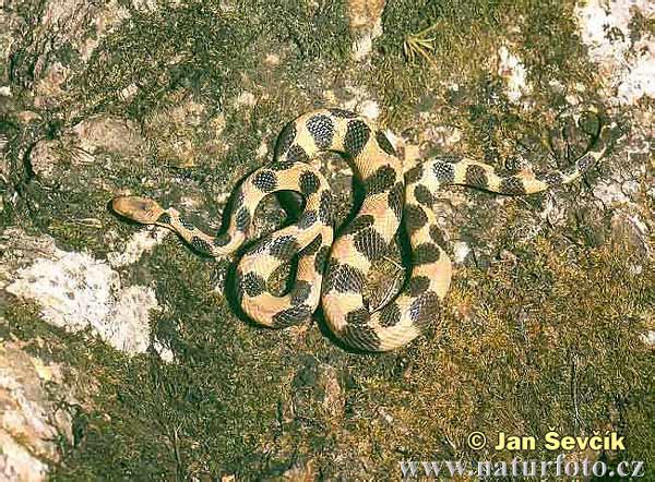 Wood Snake (Tropidophis semicinctus)