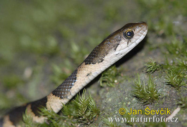 Xenochrophis asperrimus