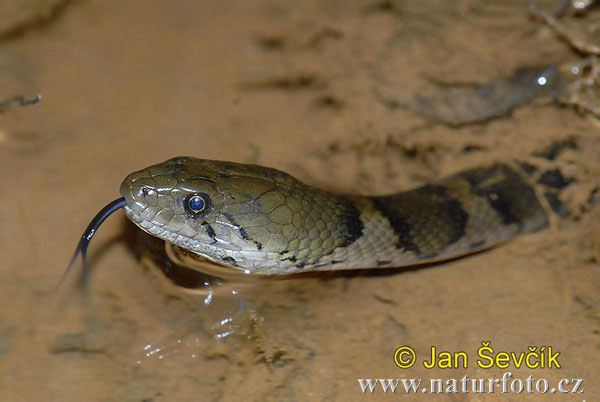 Xenochrophis asperrimus