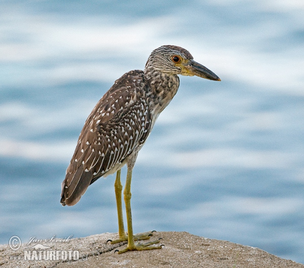 Yellow-crowned Night Heron (Nyctanassa violacea)