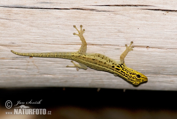 Yellow-headed Dwarf Gecko (Lygodactylus luteopicturatus)