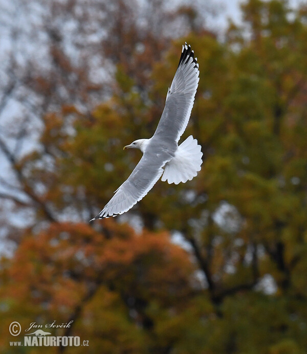 Yellow-legged Gull (Larus cachinnans)