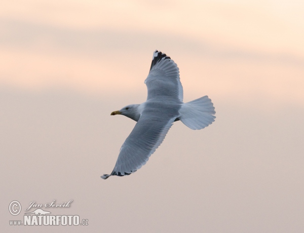 Yellow-legged Gull (Larus cachinnans)