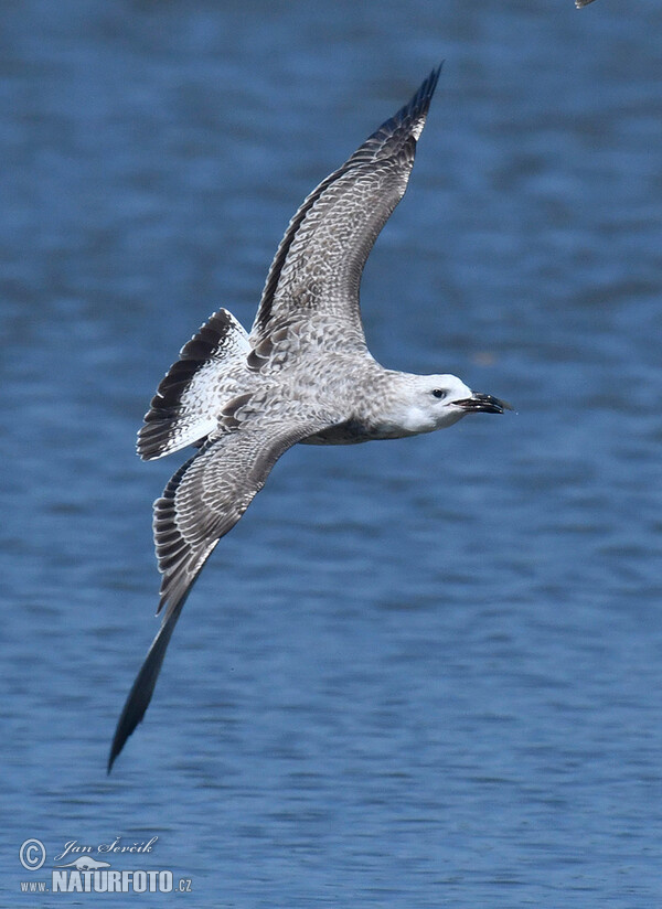 Yellow-legged Gull (Larus cachinnans)