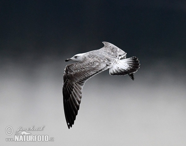 Yellow-legged Gull (Larus cachinnans)