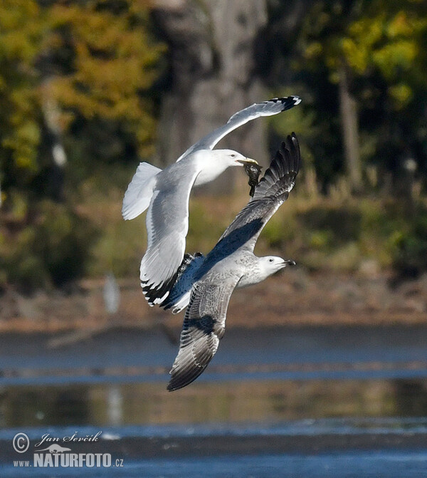 Yellow-legged Gull (Larus cachinnans)