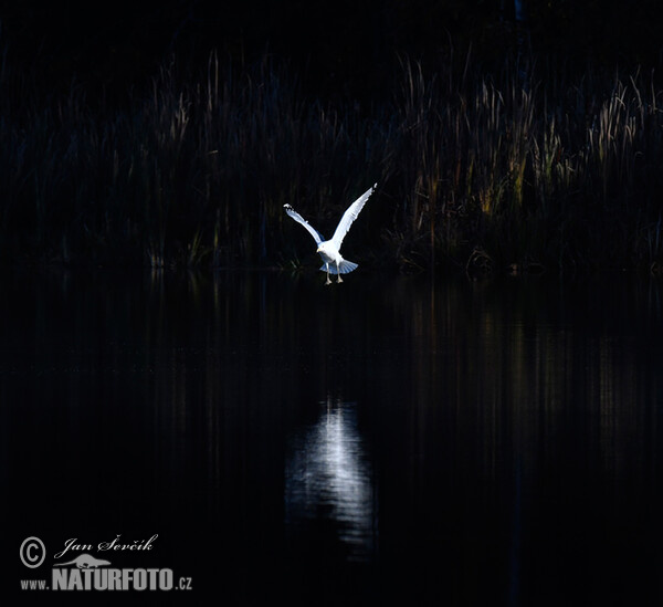 Yellow-legged Gull (Larus cachinnans)