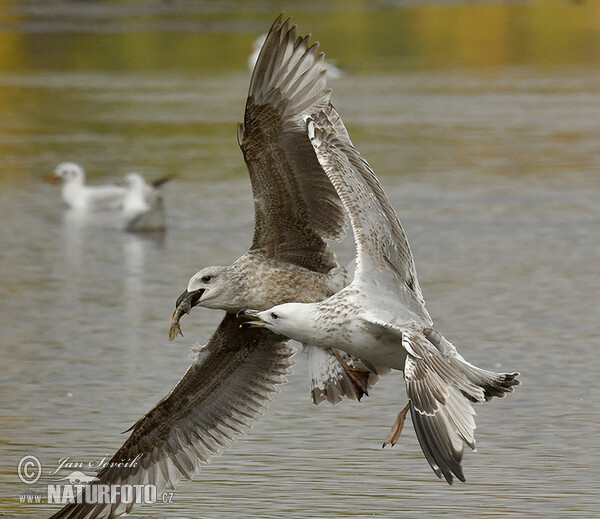 Yellow-legged Gull (Larus cachinnans)